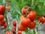 Tall tomato varieties, their best qualities