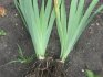 Sadnja konjske irisa: razmnožavanje rizomom