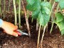 Organizarea îngrijirii adecvate pentru rădăcinile tufișului de boabe