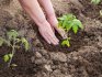 Terms and rules for transplanting tomatoes into the ground