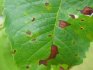 Diseases and pests
