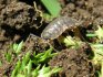 What harm do woodlice bring