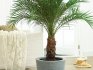 Îngrijirea palmierului curmal