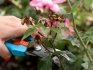 Ha a bokor kialakításának munkáját, a téli felkészülést időben és helyesen végezték el, akkor tavasszal a bokor buja virágok illatát adja.