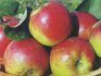 Udarea, hrănirea și îngrijirea toamnei mărului