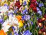 Depozitarea și plantarea iriselor olandeze