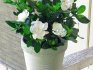Gardenia - podmínky pěstování, péče