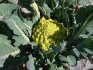 Growing Romanesco cabbage at home