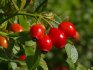 How to grow a rosehip in a summer cottage