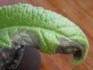 Diseases and pests, ways to combat them