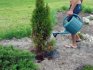 How to properly care for the root system of a thuja?