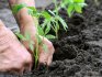 Uvjeti i pravila za presađivanje sadnica u zemlju