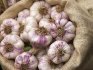 Harvesting and storage methods for garlic