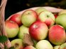 Zimske sorte stabala jabuka za Moskovsku regiju