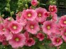 Beauty Mallow: planting and care
