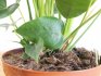 Planting and transplanting anthurium