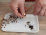 Propagace pupalky dvouleté pomocí semen