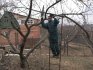 Rezidba starijih stabala jabuka za pomlađivanje