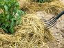 Biologické metody pro hubení plevelů