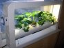 Types of hydroponic plants