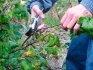 Transplanting and pruning blackberries