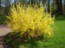 Conditions for growing forsythia