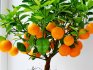 Uzgoj sobnih mandarina