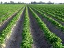 الطريقة الهولندية لزراعة البطاطس