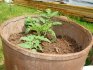 Podmínky a pravidla pro pěstování rajčat v sudech