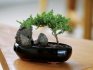 Jak doma pěstovat miniaturní strom