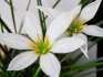 Zephyranthes white