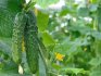 Early maturing varieties of cucumbers for greenhouses