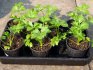 Growing seedlings of an odorous plant