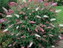 Buddleya - grm cvjeta u jesen