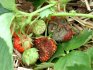 Diseases and pests of strawberries, the fight against them