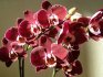 Orchideák gondozása