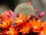 Hogyan kell gondozni a kaktuszokat