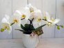 Phalaenopsis bílá