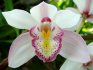 Az orchideák legjobb fajtái