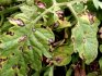 Diseases and pests, the fight against them