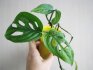 Growing monstera with aerial roots
