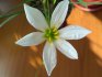 Zephyranthes and its cultivation