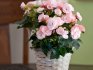 Begonia care tips