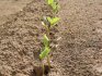 Podmínky a pravidla pro pěstování semen v zemi