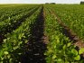 Soybean growing technology