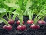 Features of radish care