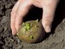 Mistakes when growing potatoes