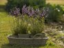Planting lavender seeds
