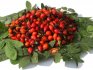 Other types of rose hips