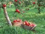 زراعة أشجار التفاح في الموقع